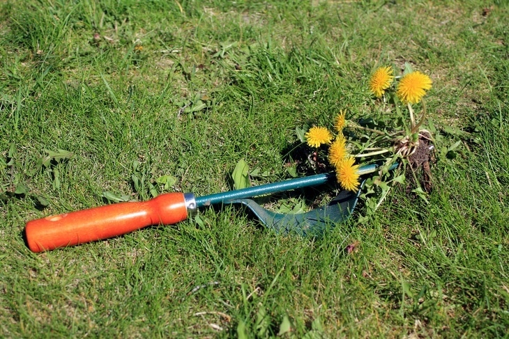 How to Kill Dandelions without Killing Grass