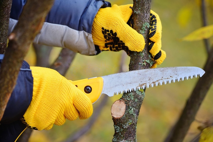 Bushcraft saw is a useful tool when pruning trees in Autumn