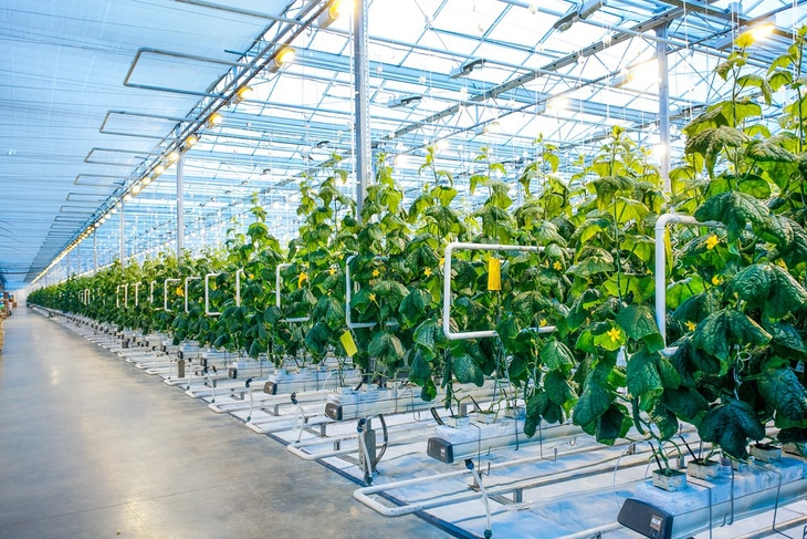 Greenhouses usually have well-installed LED lights, allowing plants to have enough light for growth