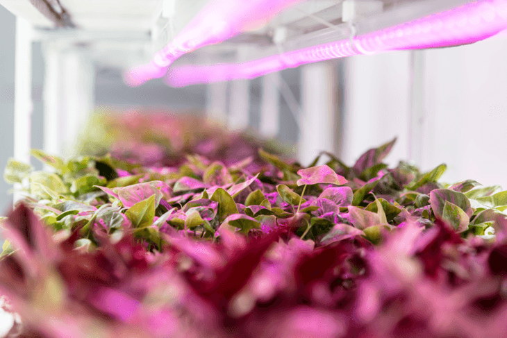 LED and HPS light are commonly used in hydroponics.
