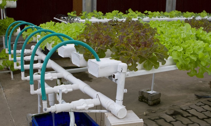 Lettuce that is grown hydroponically needs enough water, light, and oxygen to support proper growth