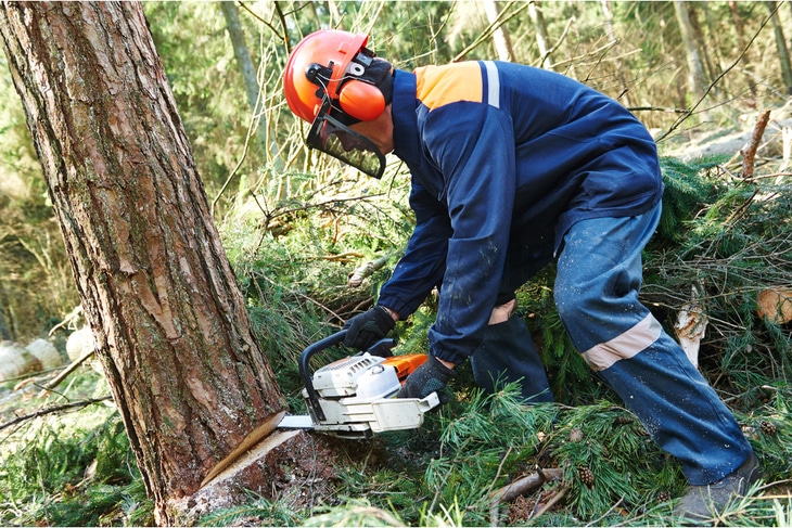 Always wear safety gears in using a chainsaw in cutting firewood