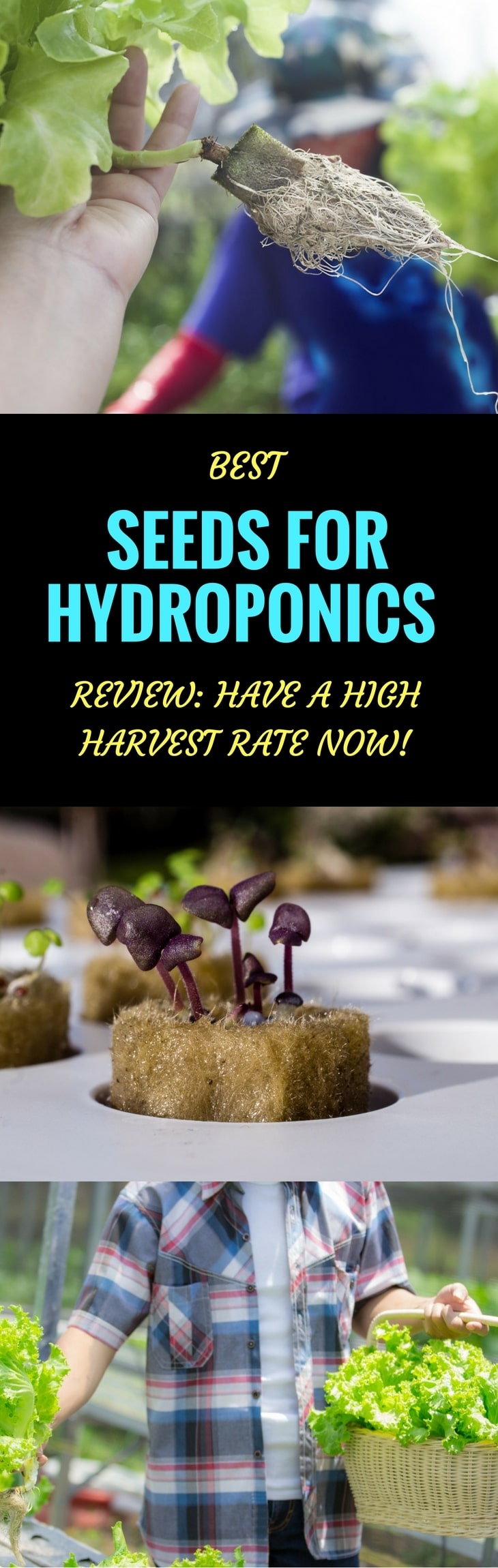 best seeds for hydroponics pin it