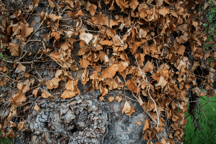 Mulch made from leaves, chips, and wood is great for fertilizer