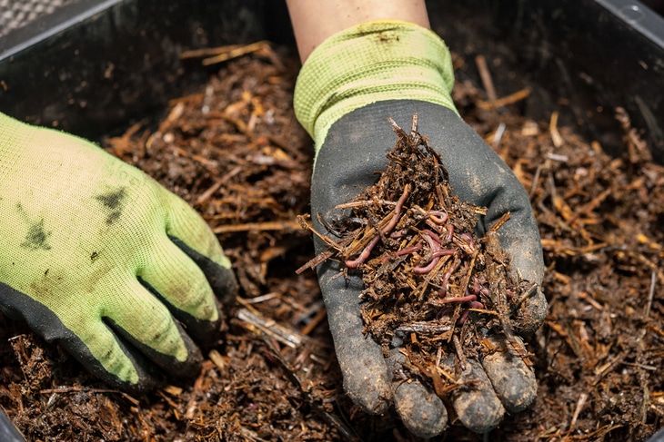 Regardless of the soil type, compost can help improve the consistency, health, and drainage of the soil