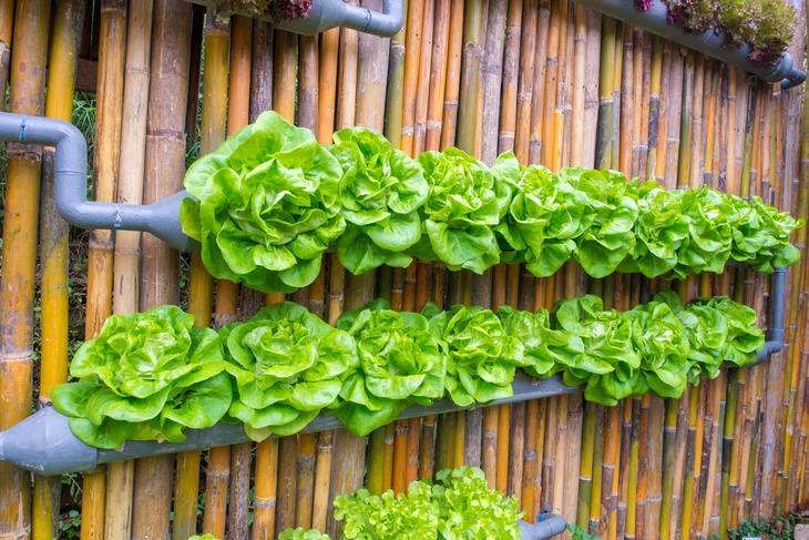 Vertical hydroponic gardens can also be used to decorate your backyard or balcony