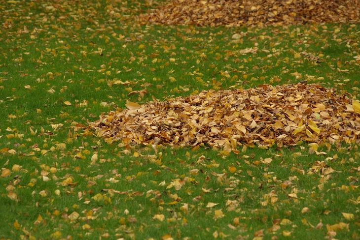 Gather the dried leaves in one place before you shred them
