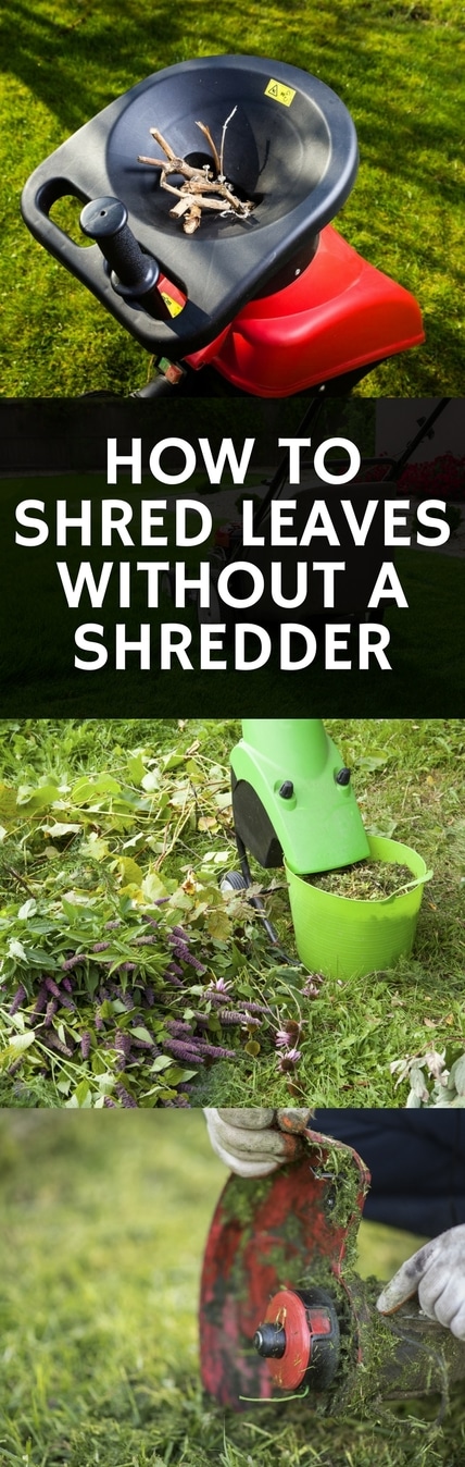 how to shred your leaves without a shredder pin it