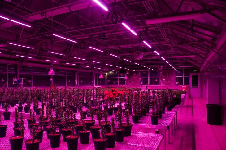Dimmable LED light bulbs are also used in supporting growth in indoor marijuana gardening