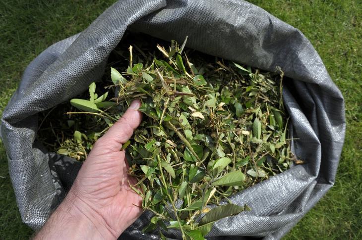 Instead of throwing the branches and leaves, turn them into a nutrient-rich compost instead