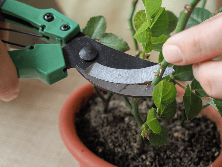 It is also important to use the proper garden cutting tools for your plant cuttings