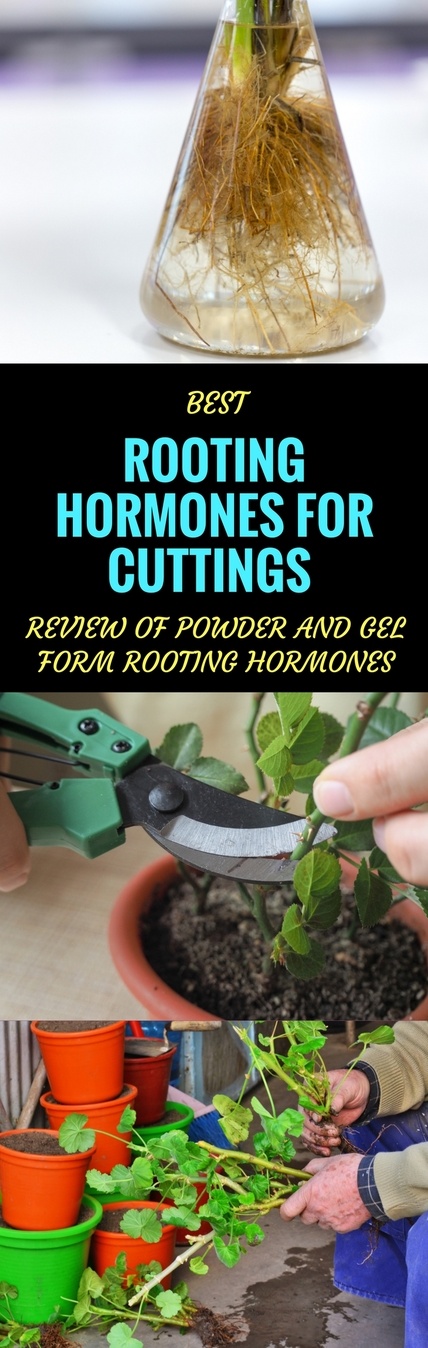 best rooting hormone for cuttings pin it