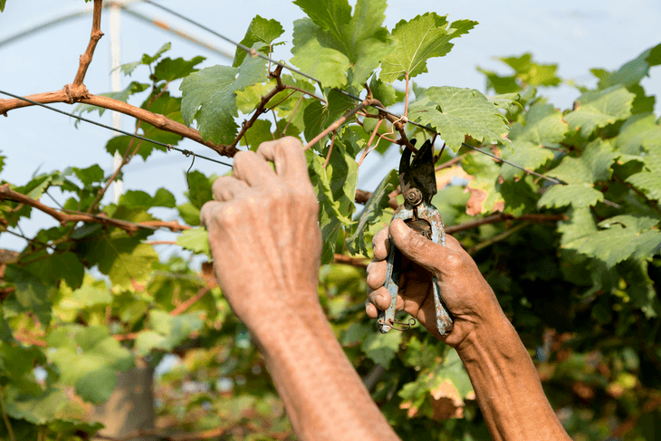 Pruning your plants and shrubs like grapevines is needed to control their direction of growth