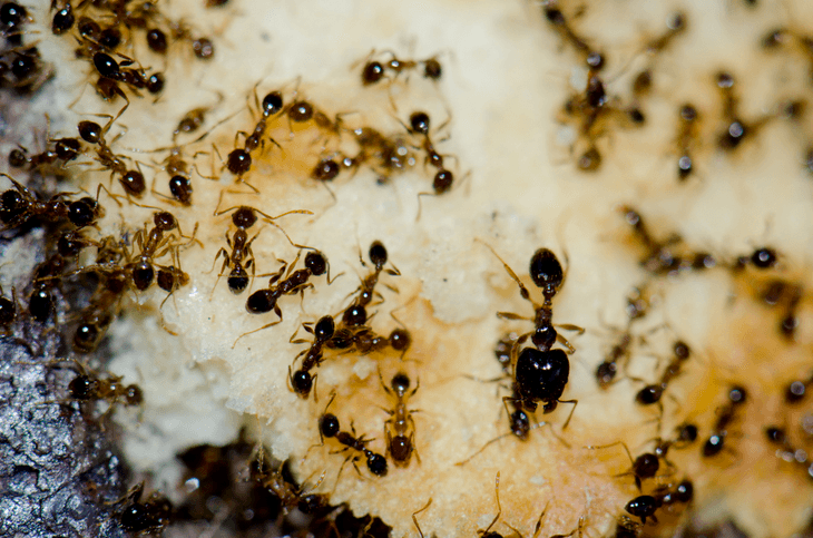 Argentine ants are the common type of ant found inside a house