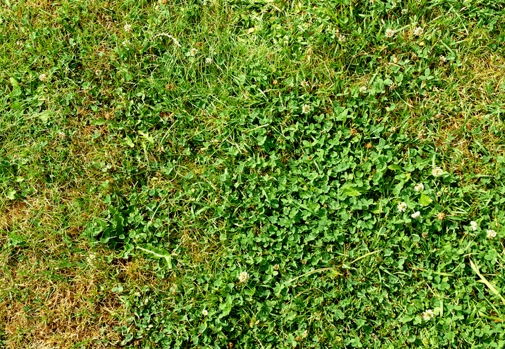 Grass may have brownish areas due to the growth of clover