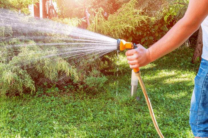 One of the basics of caring for a lawn is knowing how to water lawn using a garden hose
