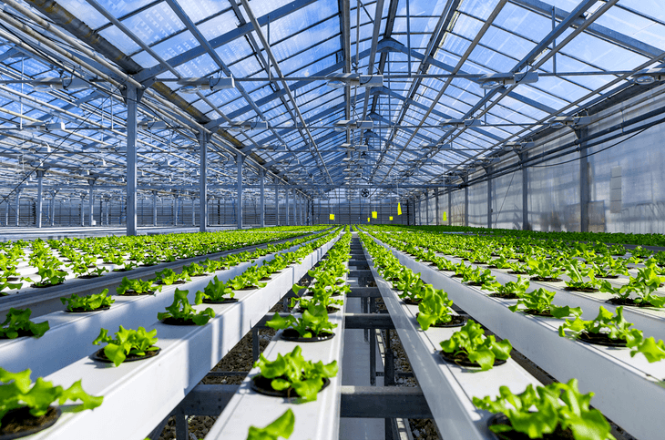 The hydroponic system is an efficient and active way to grow plants faster