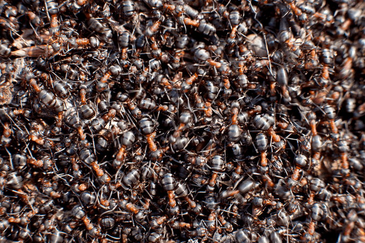 The ways on how to get rid of ants without killing them are easy and need no special skills