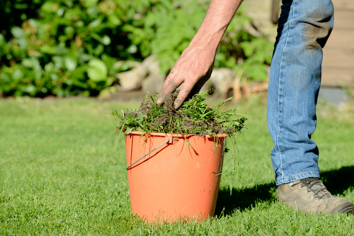 Weeds can be detrimental to your plants’ health and should be eliminated or controlled immediately
