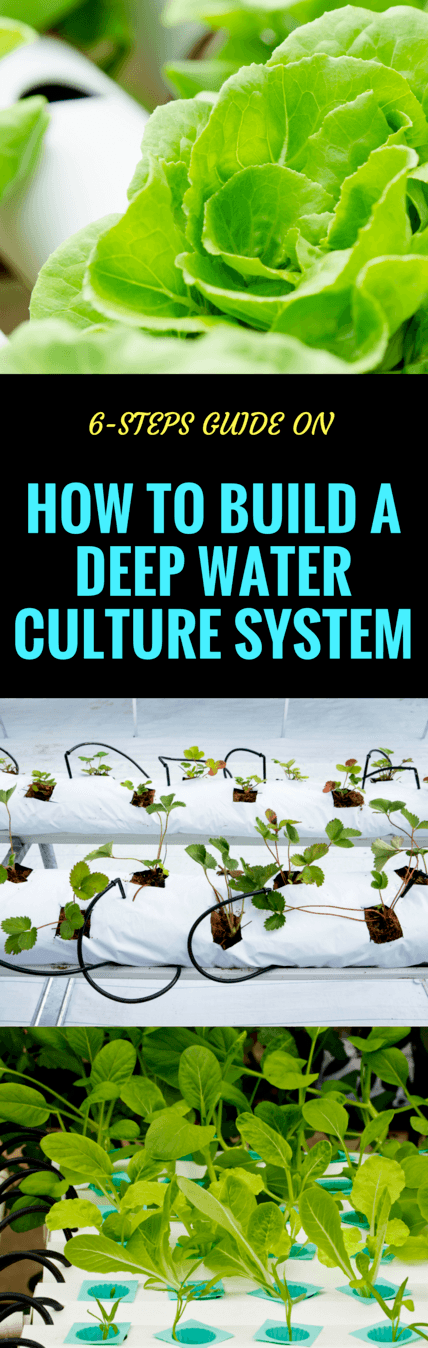 how to build a deep water culture system pin it