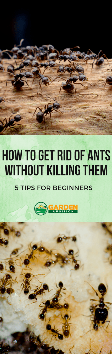 how to get rid of ants without killing them pin it