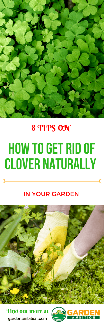 how to get rid of clover naturally pin it
