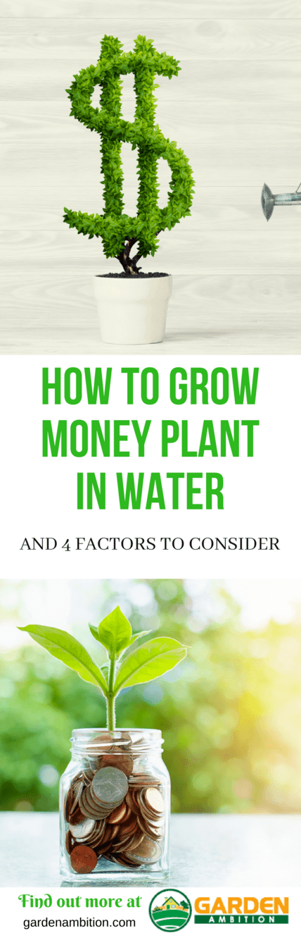 how to grow money plant in water pin it