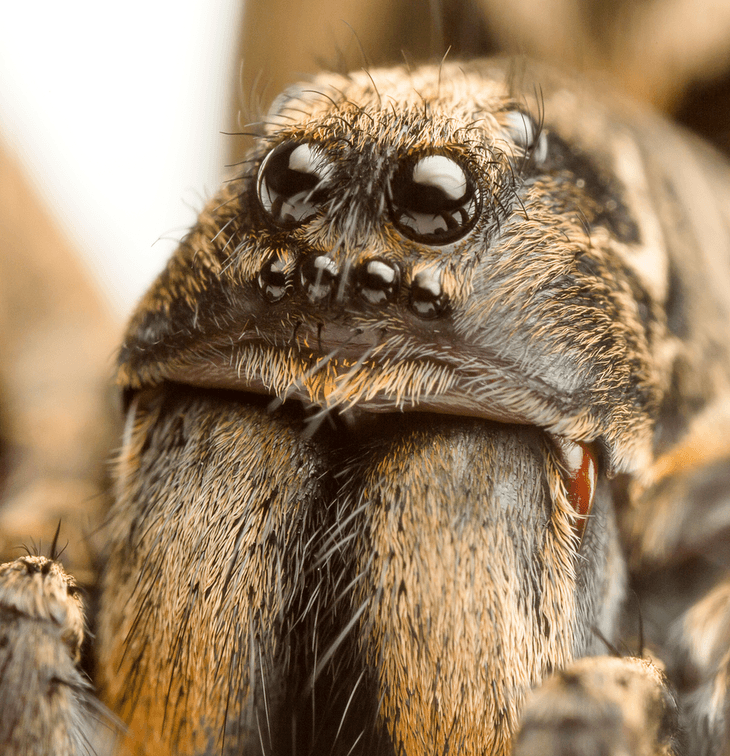 Wolf spiders have eight eyes that help them in hunting their prey
