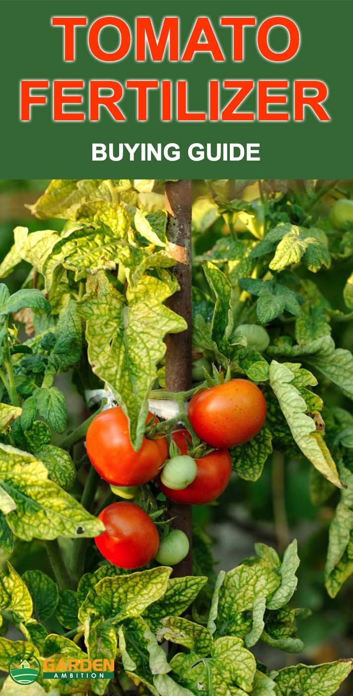 best fertilizer for tomatoes reviews