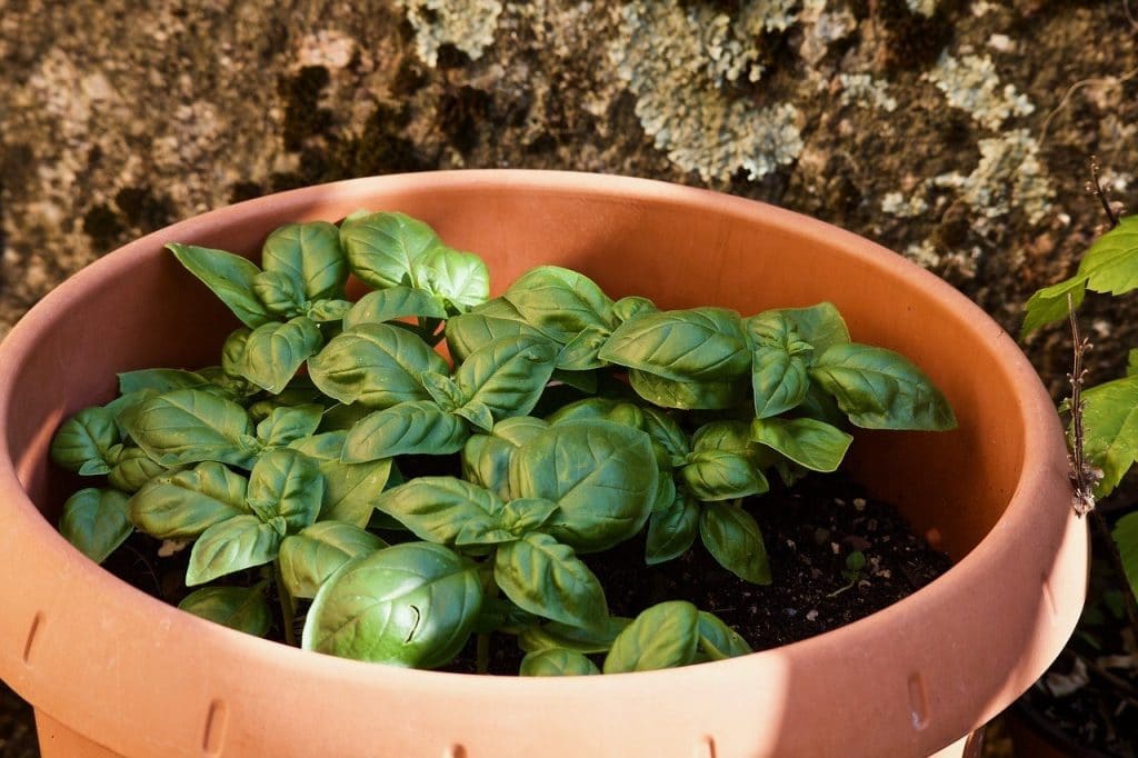basil on a pot as one of the ways on how to grow basil 