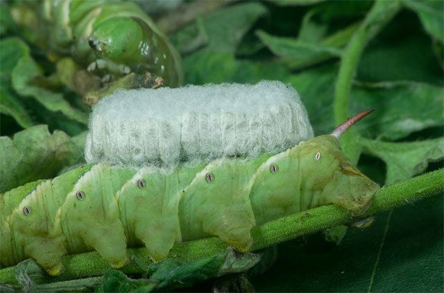 tomato worm - Hornworm carrying an eggs