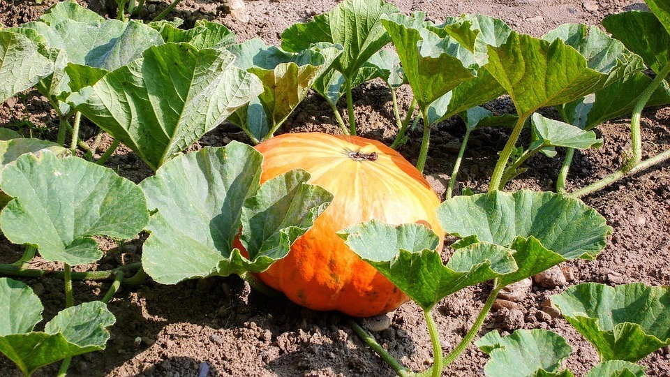 how to grow pumpkins - large pumpkins