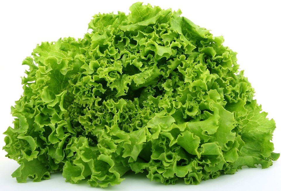 how to grow lettuce - lettuce vegetable
