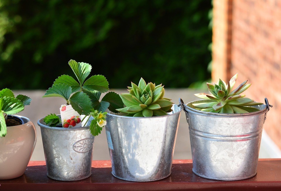 strawberry plant in balcony and in pots