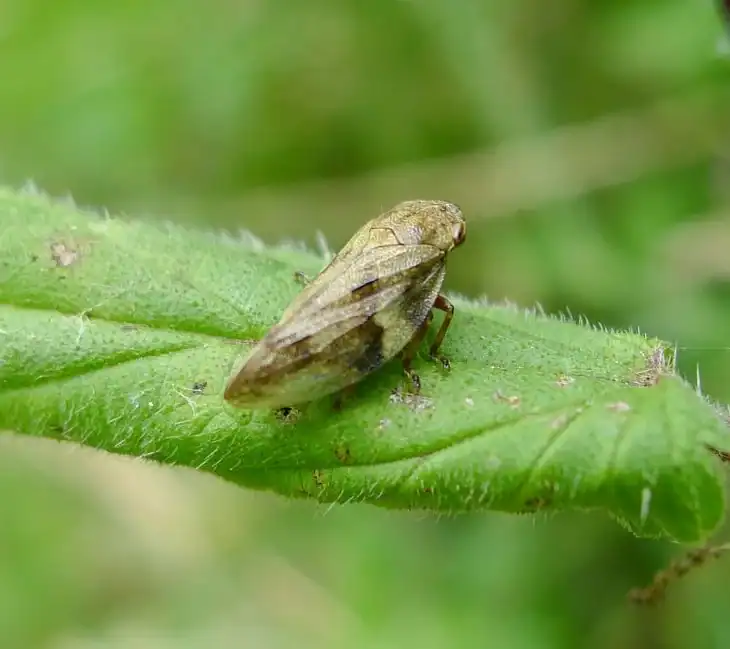 how-to-get-rid-of-spittlebugs
