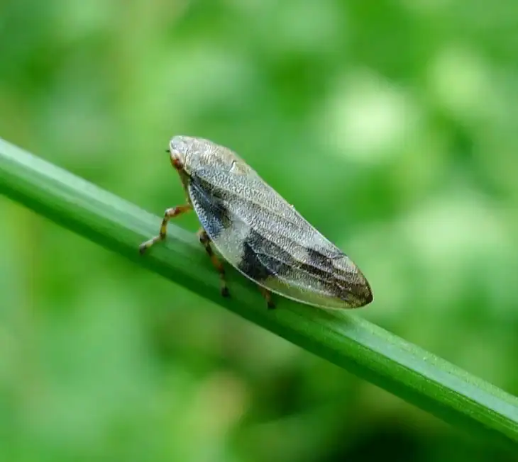 how-to-get-rid-of-spittlebugs
