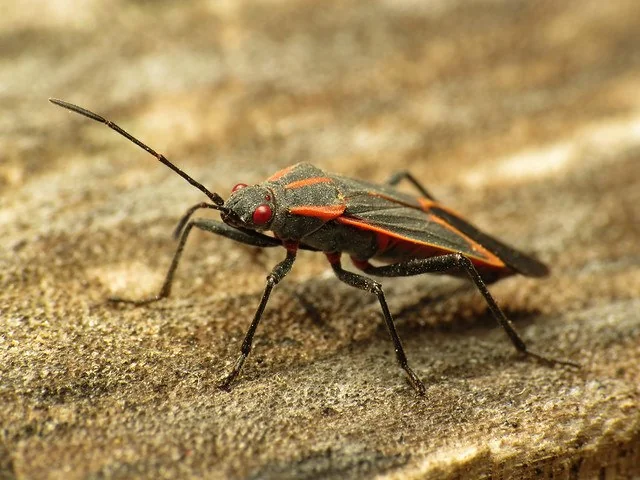 boxelder bug on the ground