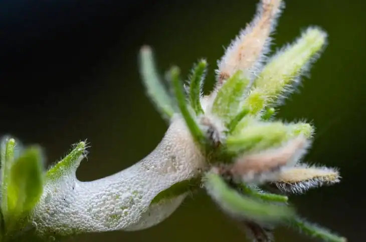 how-to-get-rid-of-spittlebugs