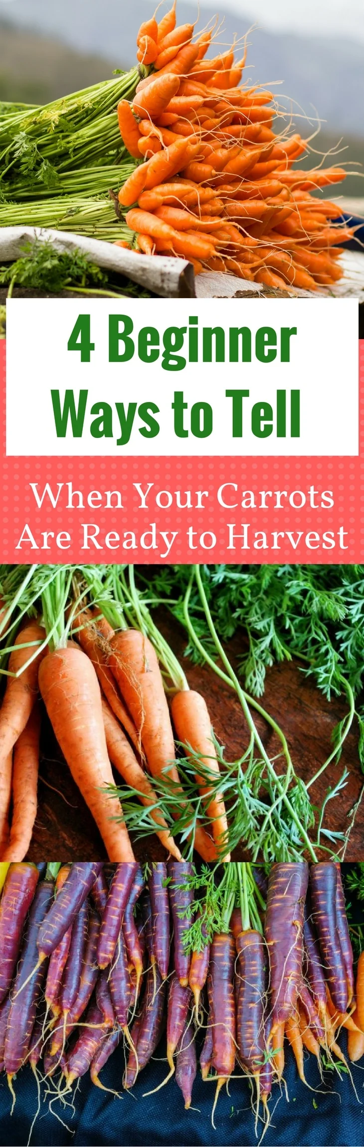 4 Beginner Ways to Tell