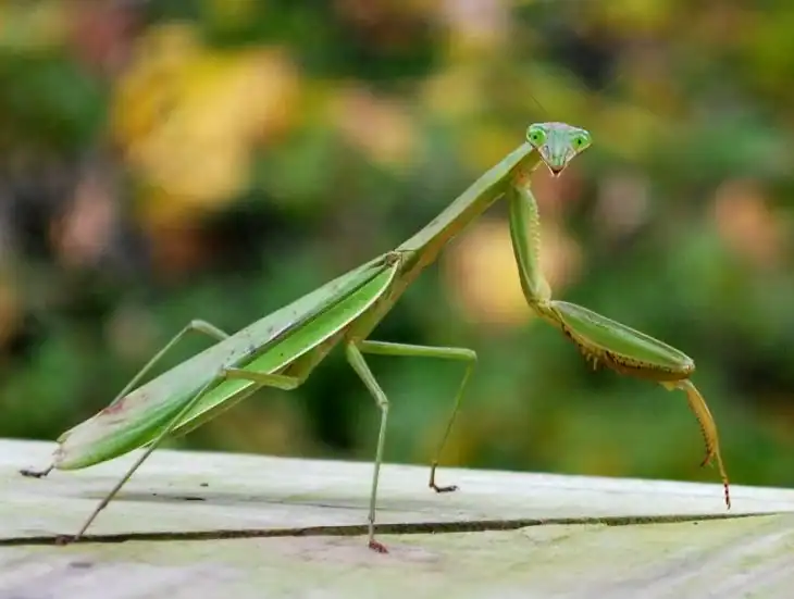 how-to-get-rid-of-spittlebugs