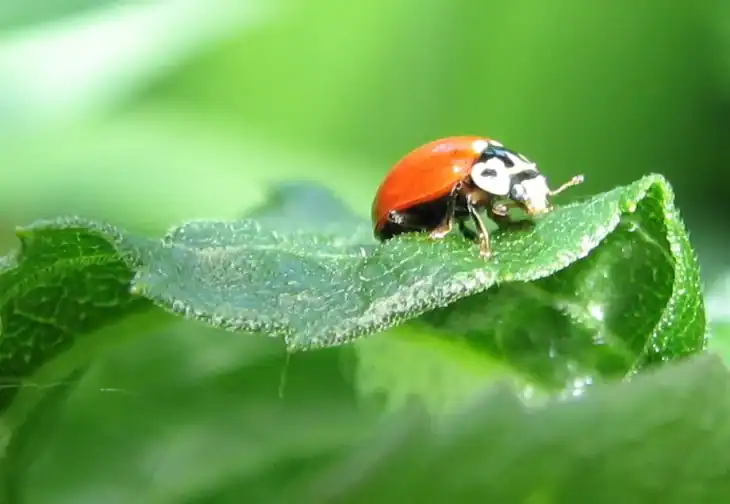 how-to-get-rid-of-spittlebugs