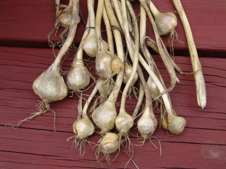 Wild onions after they are pulled out and dried