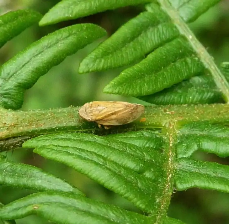 how-to-get-rid-of-spittlebugs
