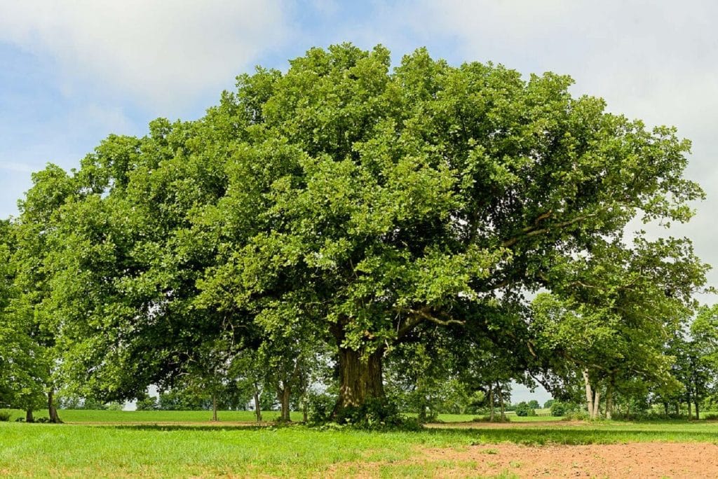 bur oak tree