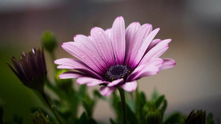 A beautiful flower with purple petals