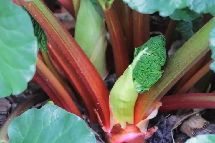 A budding flower of a rhubarb plant amid the spring
