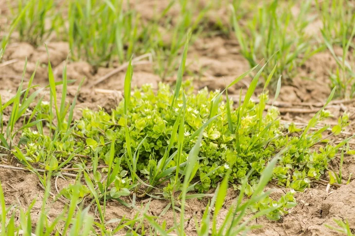A bunch of chickweed grows in the middle lawn grass