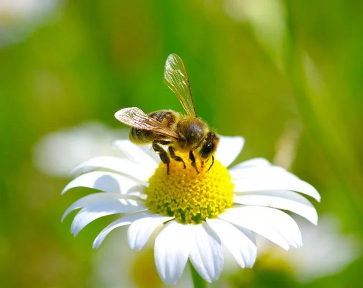 A closer look of honey bees sipping nectar from a flower