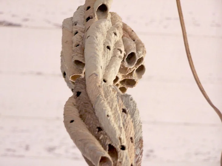 A dirt dobber nest resembles a chandelier on the ceiling