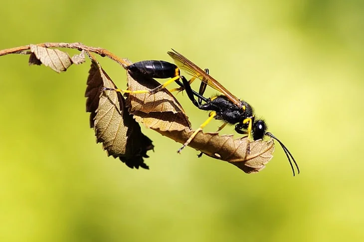 A dirt dobber with yellow markings